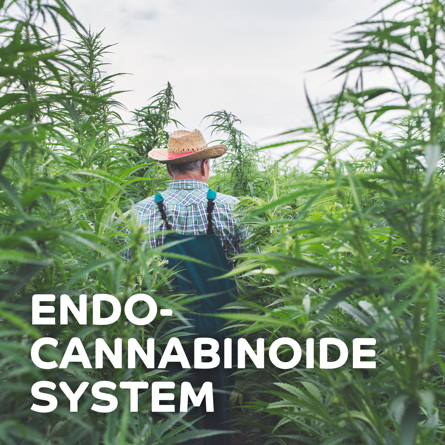 Hvad er det endocannabinoide system?