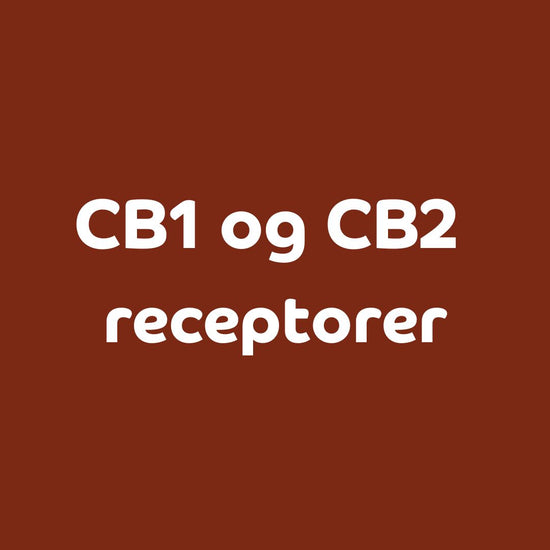 Forstå CB1 og CB2 receptorer