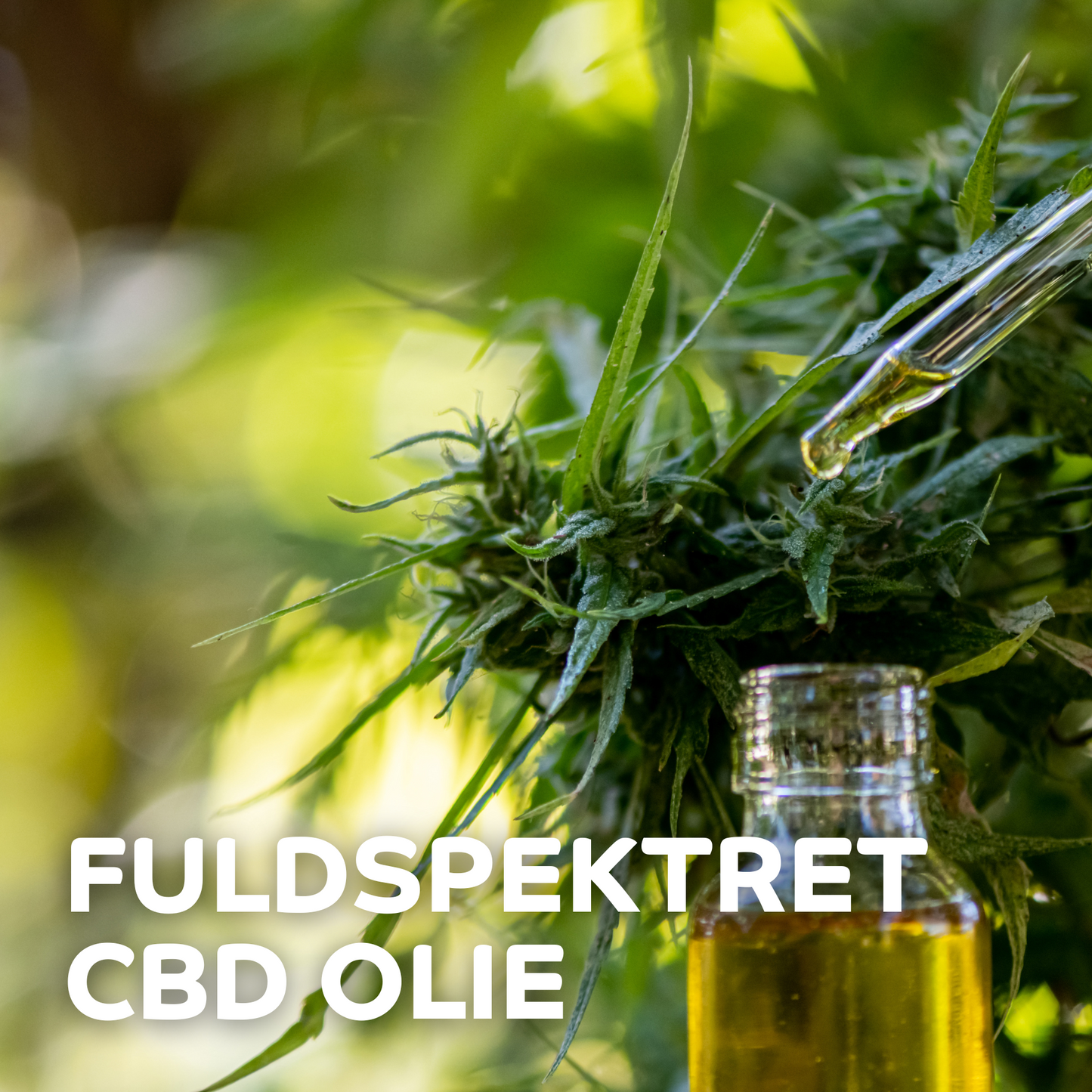 Hvad Er Fuldspektret CBD Olie?