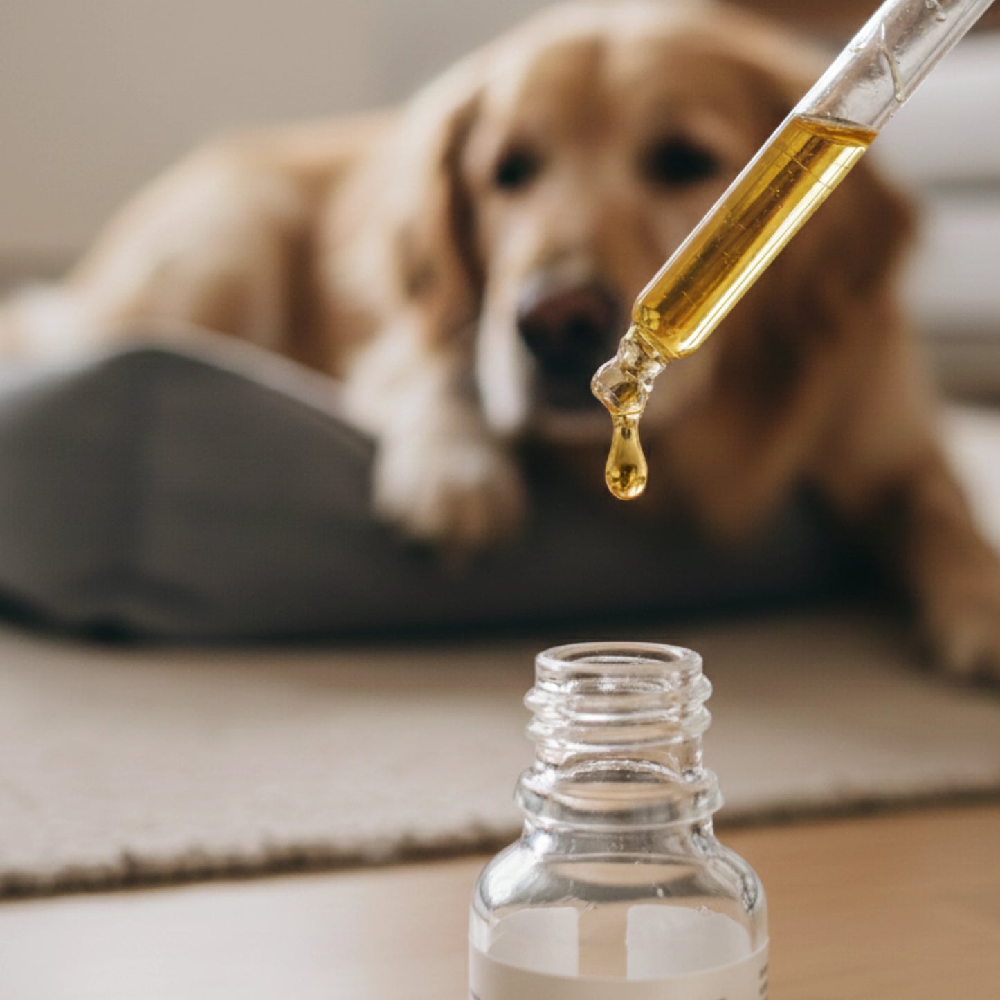 Forudbestilling: Pet Harmony™ CBD olie til dyr 5%